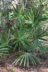 Saw palmetto